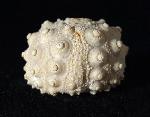 Hemicidaris intermedia (FLEMING 1828) - Bild © FossNet FossilienStore